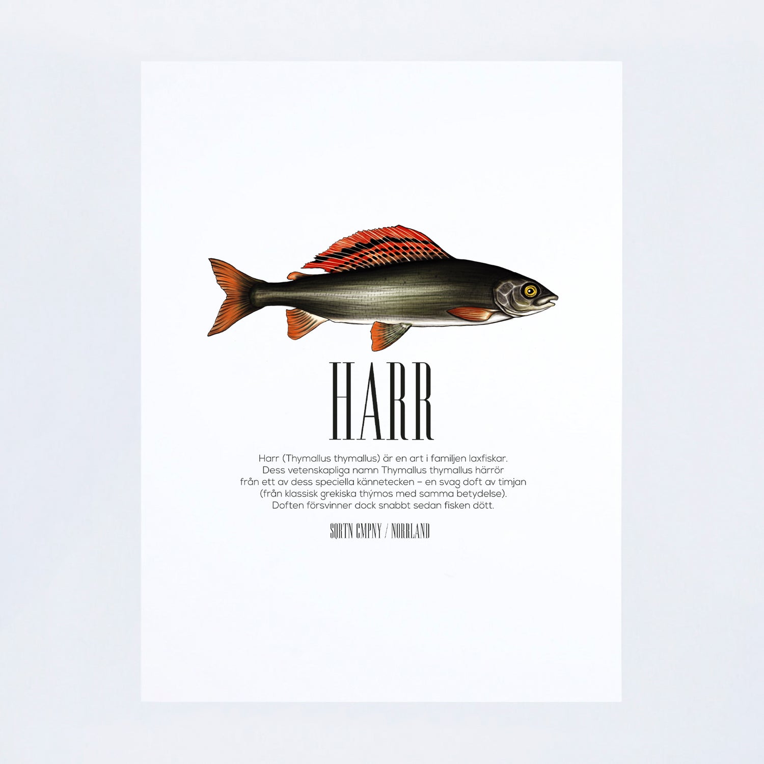 POSTER THYMALLUS